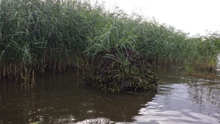 Floating Hide, Wildlife