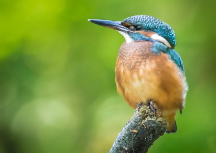 Eisvogel, Kingfisher