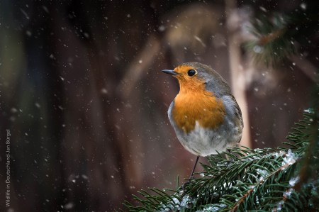Rotkehlchen, Robin, birds, birdwatching