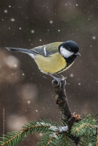 Kohlmeise, birds, birdwatching