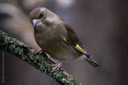 Grünfink,birds, birdwatching