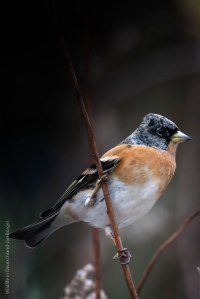 Bergfink,birds, birdwatching