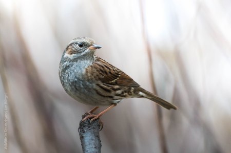 Heckenbraunelle, birds, birdwatching