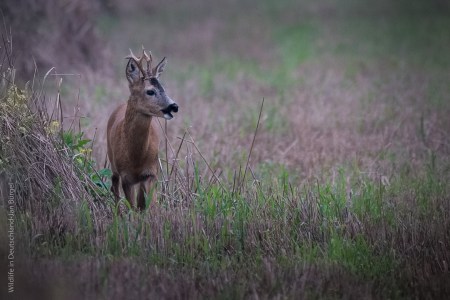 Wildlife, Säugetiere