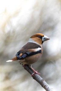 Kernbeisser, bird, birdwatching