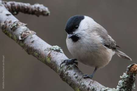 Weidenmeise,birds, birdwatching