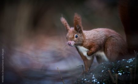 Wildlife, Eichhörnchen