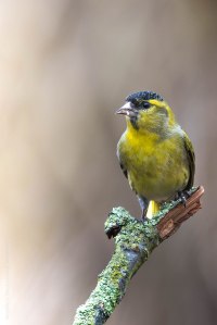 Erlenzeisig, bird, birdwatching