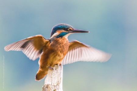 Eisvogel, Kingfisher