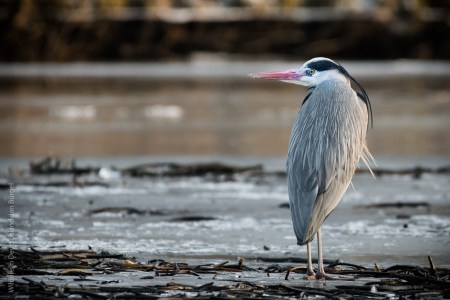 Graureiher, Wildlife, Birds