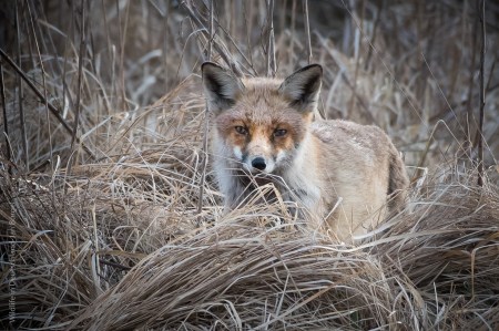 Fuchs, Wildlife