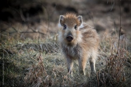 Frischling, Wildlife