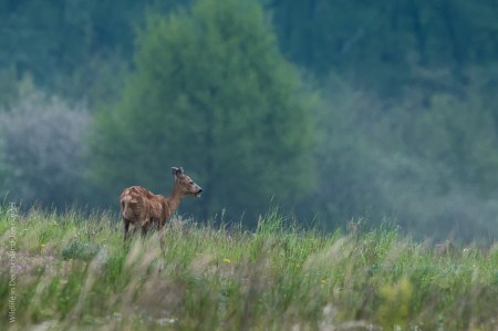 Säugetiere,Wildlife
