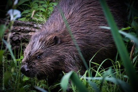 Biber ,Wildlife
