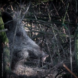 Wildschwein, Bache